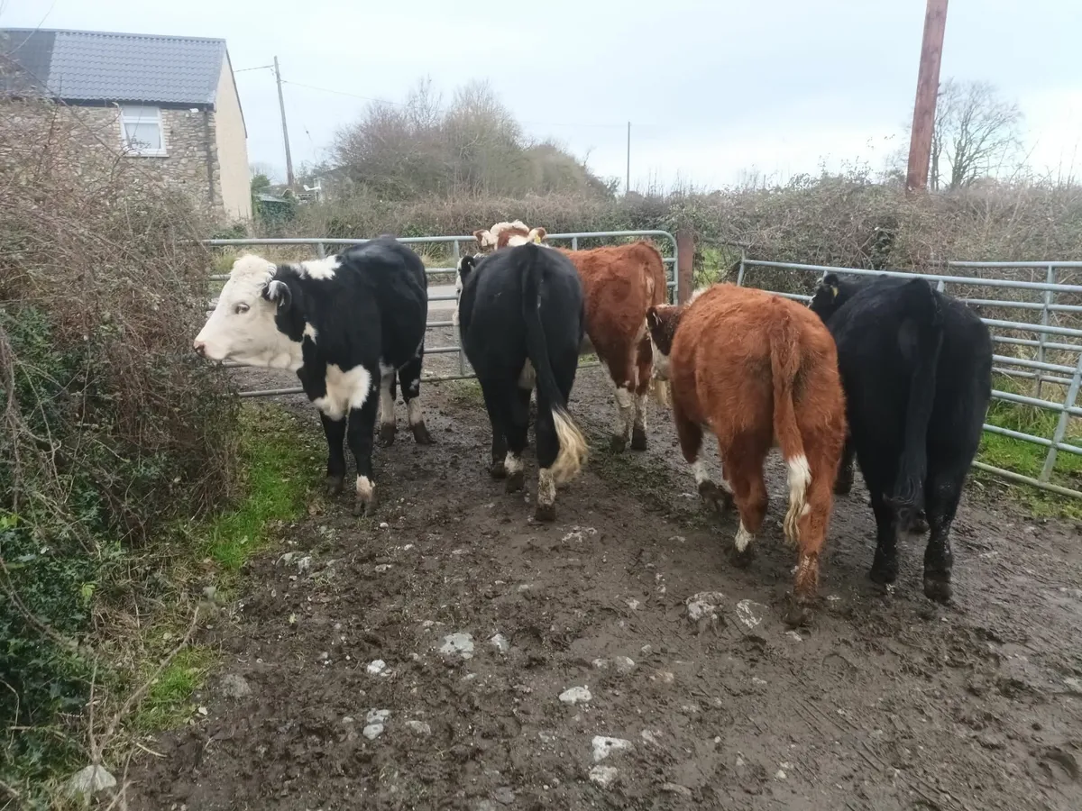 Organic Hereford heifers - Image 1