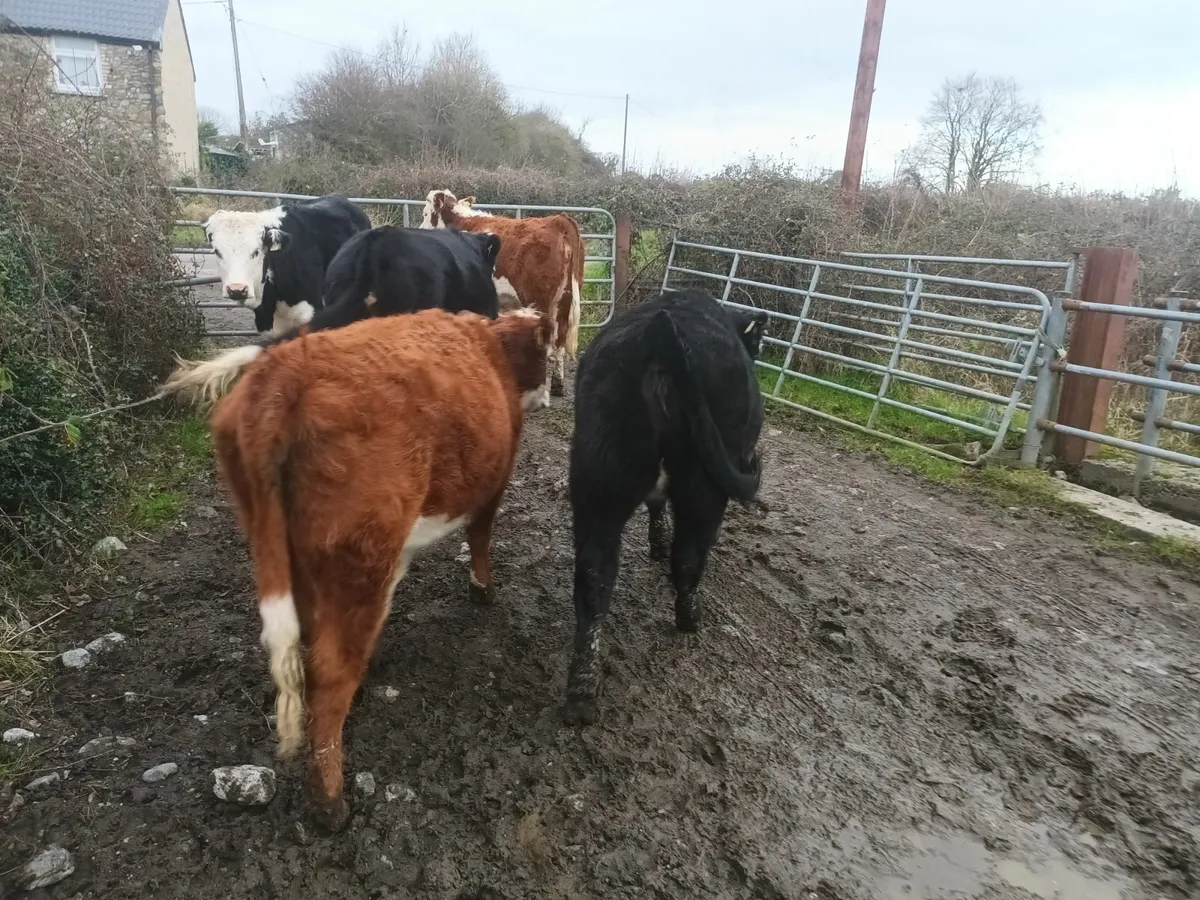 Organic Hereford heifers - Image 2