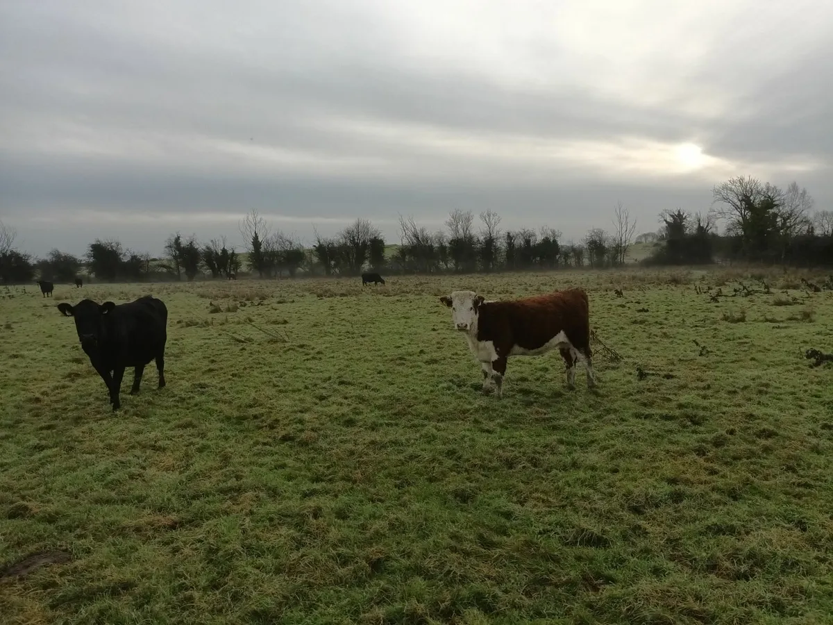 Organic Hereford heifers - Image 3