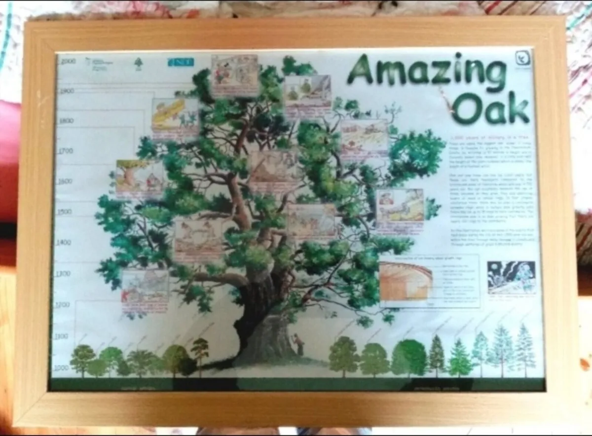 History of the Oak Tree Picture