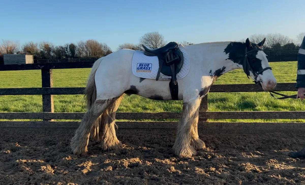 13hh gelding - Image 2