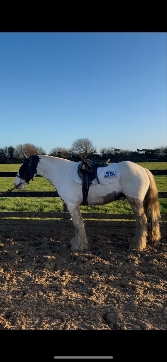 13hh gelding - Image 1