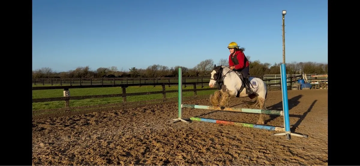 13hh gelding - Image 3