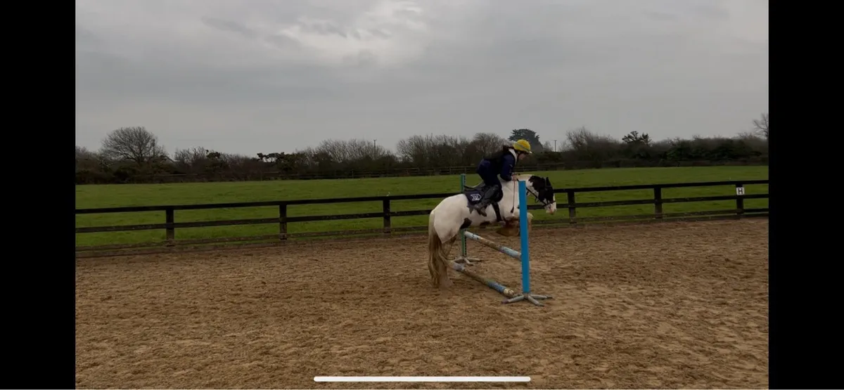 13hh gelding - Image 4