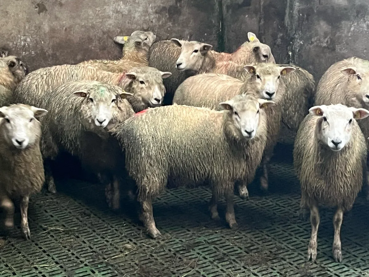 14 lambs - Image 1
