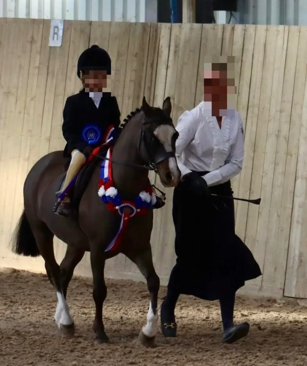 Top lead rein pony - Image 1