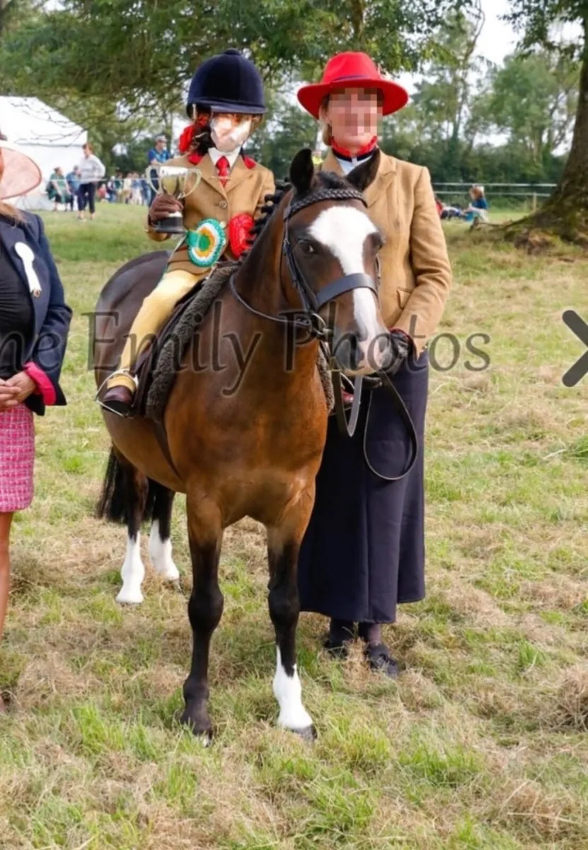 Top lead rein pony - Image 4