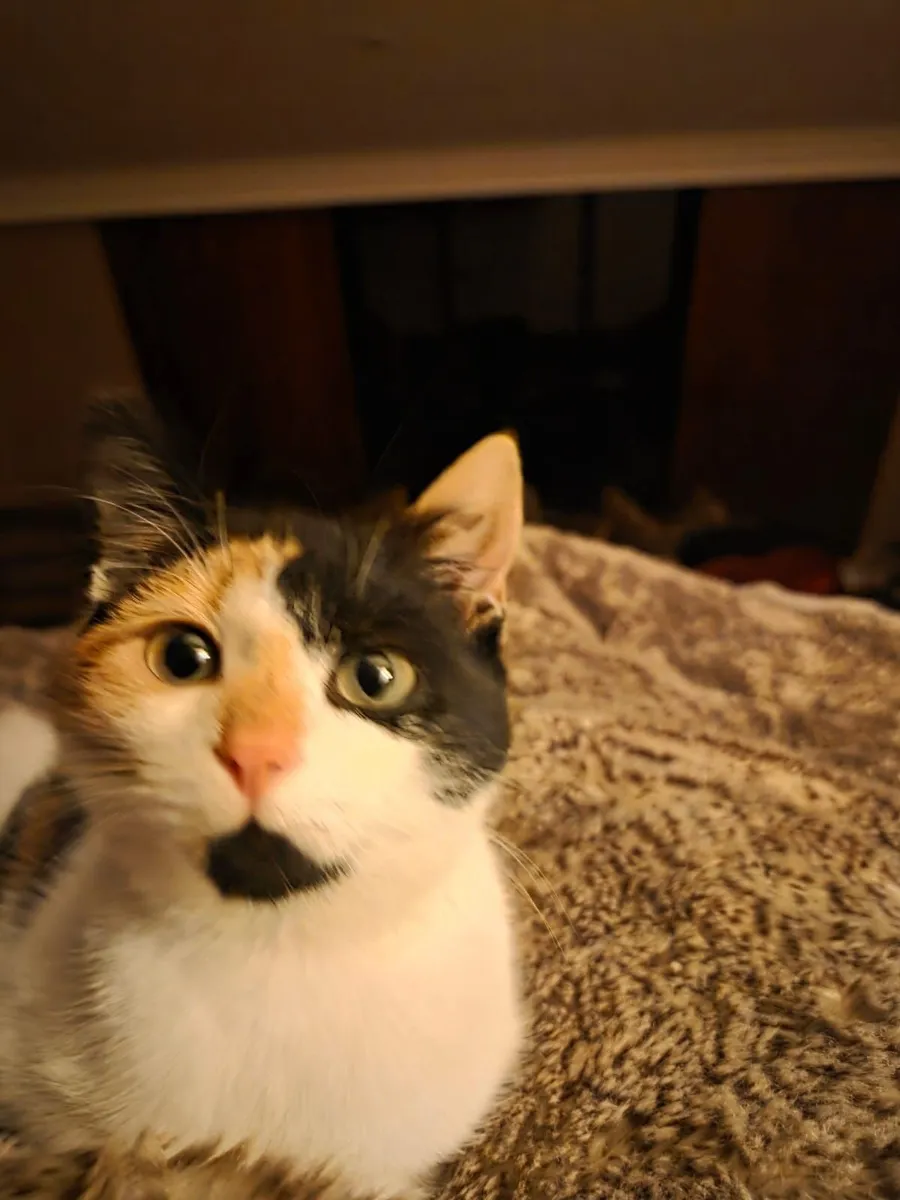 Female 6 Months Cat - Image 1