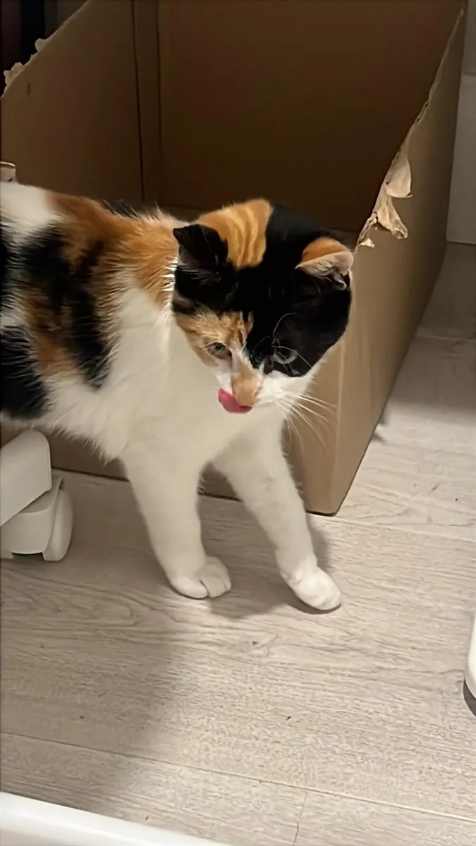 Female 6 Months Cat - Image 2