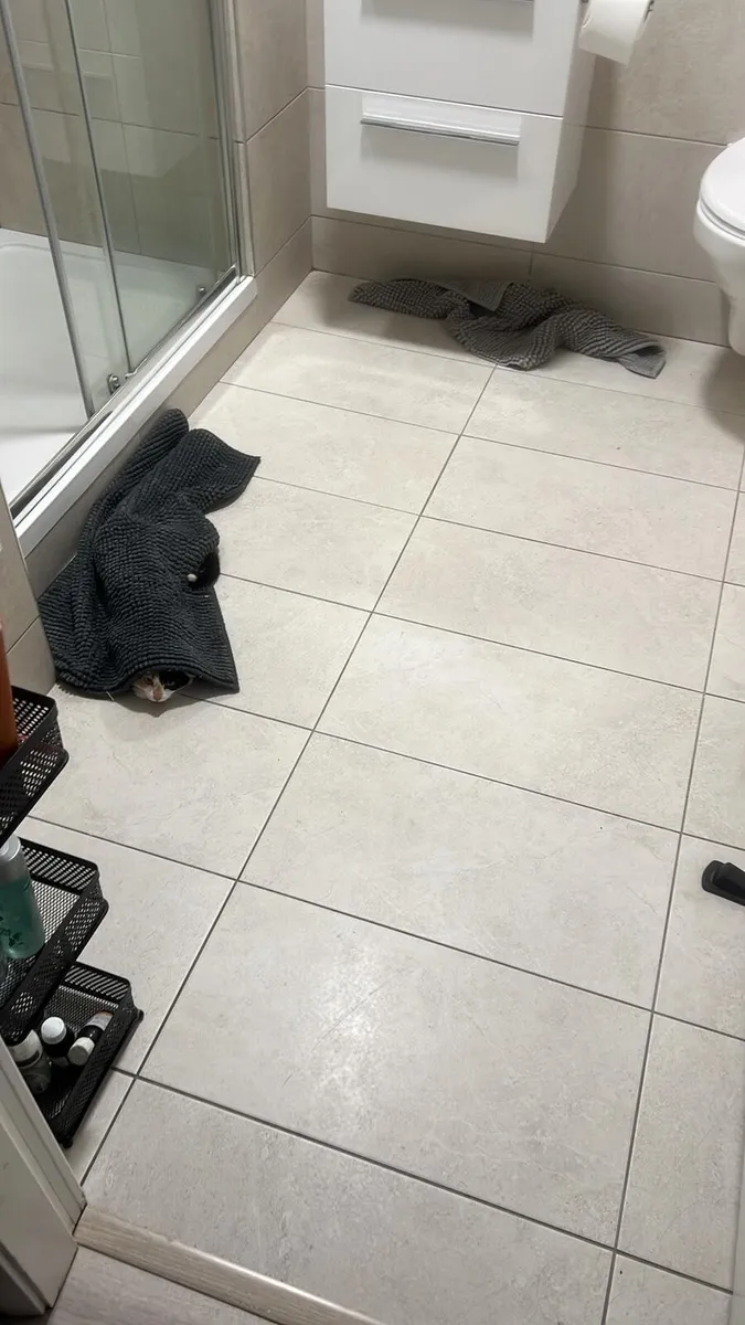 Female 6 Months Cat - Image 3