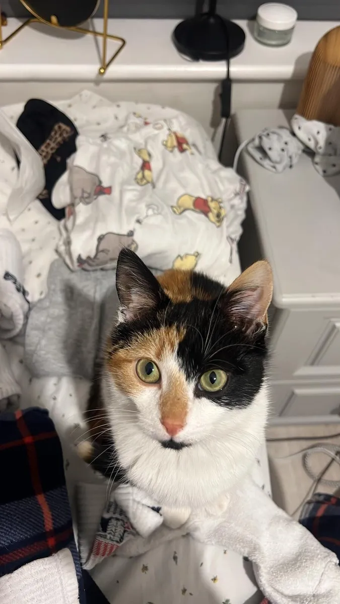 Female 6 Months Cat - Image 4