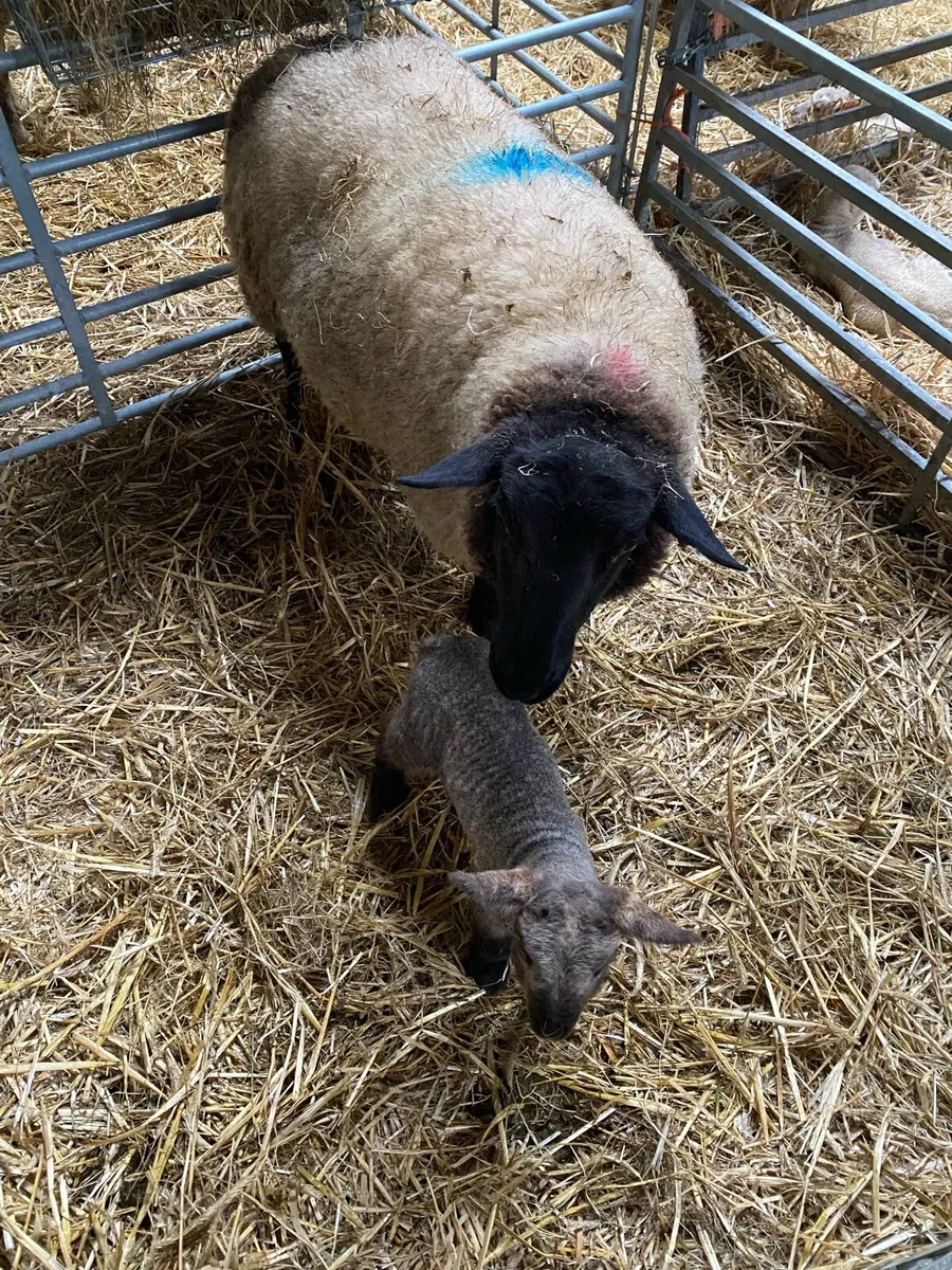 Ewe with lamb at foot - Image 1
