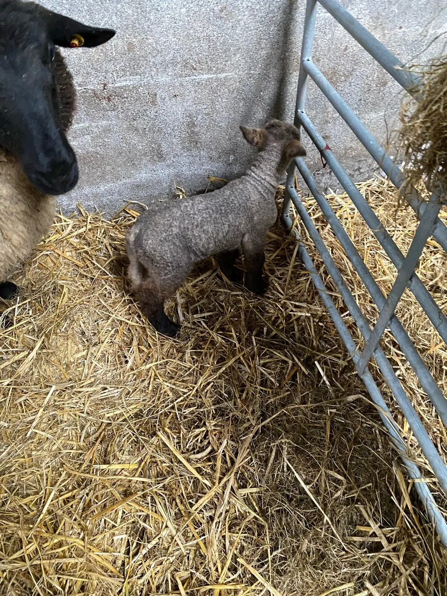 Ewe with lamb at foot - Image 2
