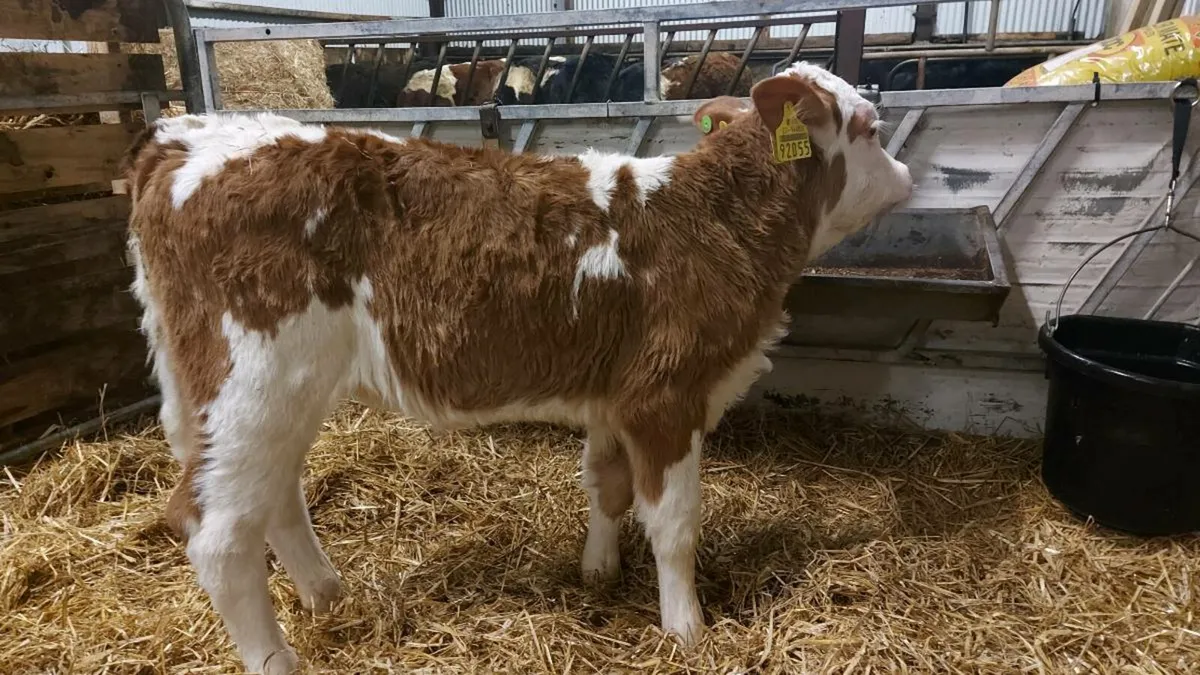 Pedigree registered fleckvieh heifer calves - Image 1