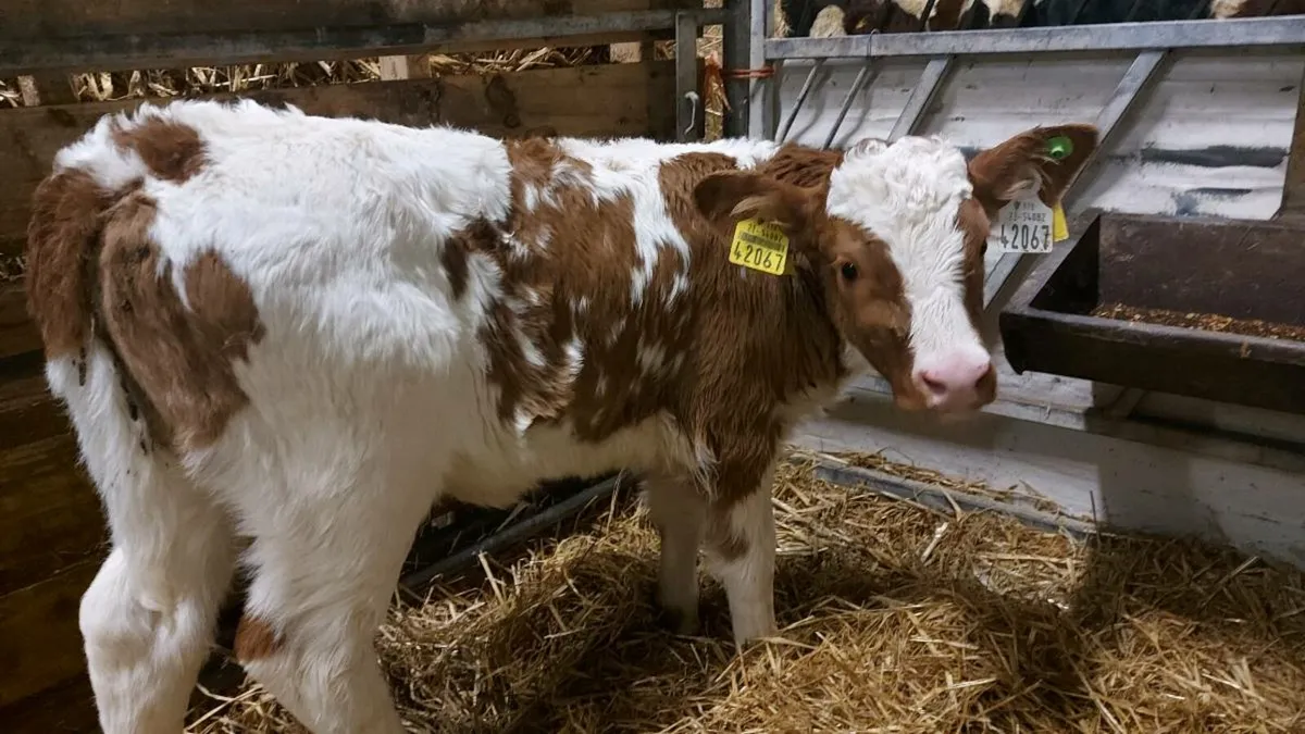 Pedigree registered fleckvieh heifer calves - Image 2