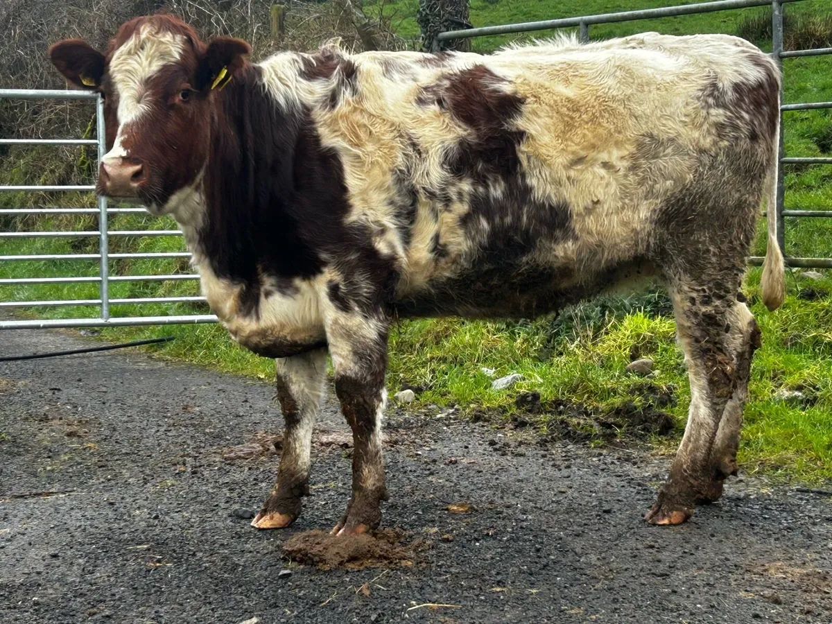 Roan In-Calf Heifer - Image 1