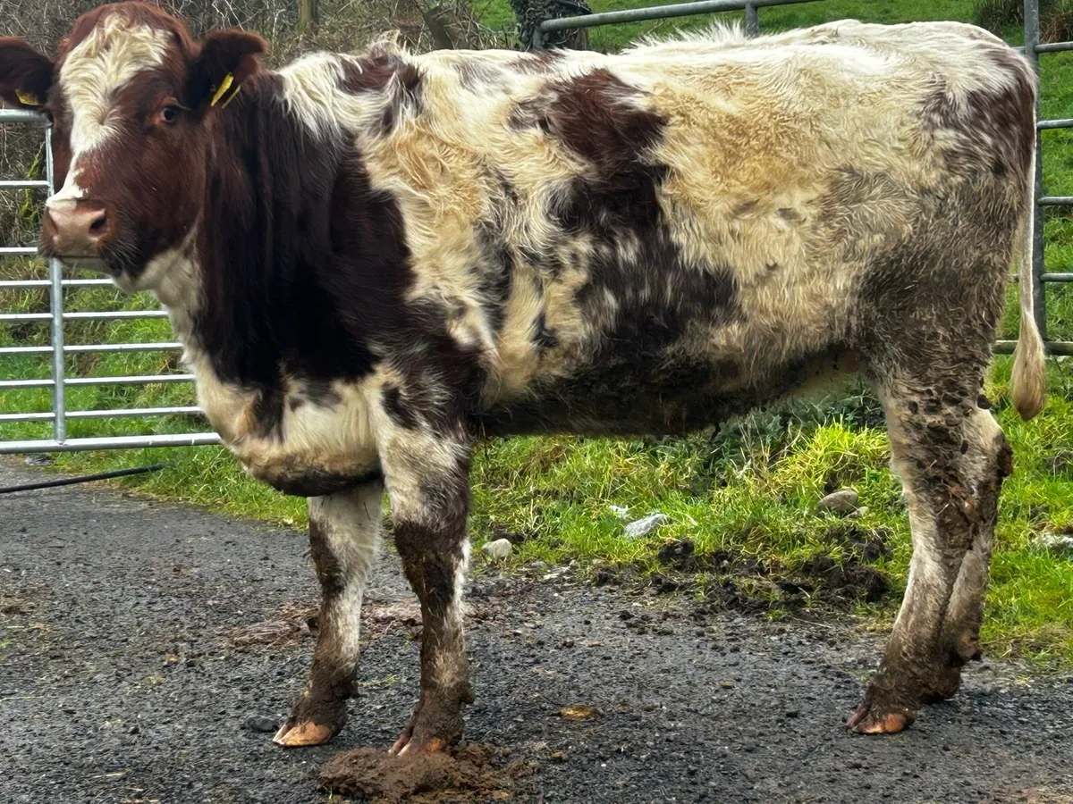 Roan In-Calf Heifer - Image 3