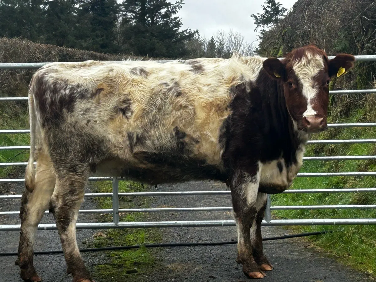 Roan In-Calf Heifer - Image 4