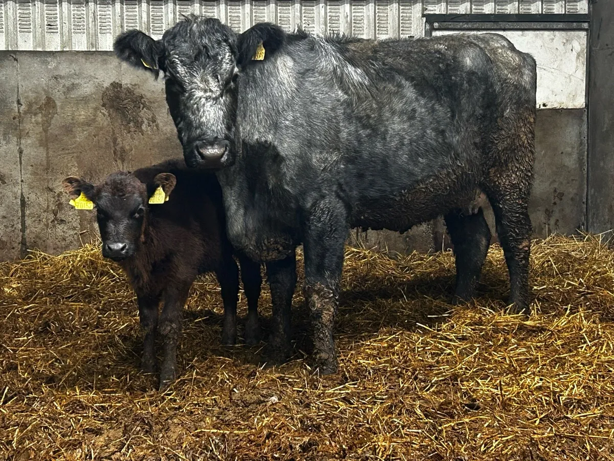 Blue Grey Angus Cow & Angus Heifer Calf - Image 1