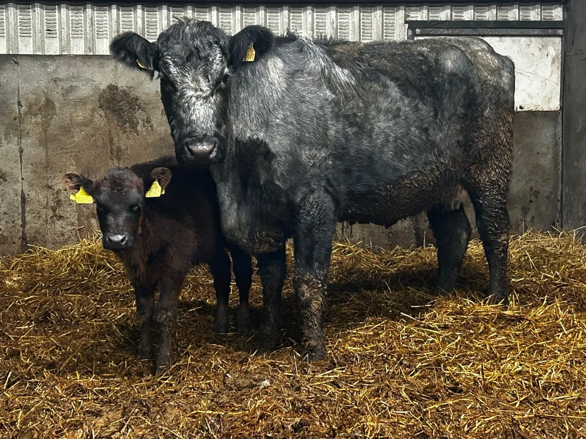 Blue Grey Angus Cow & Angus Heifer Calf - Image 2