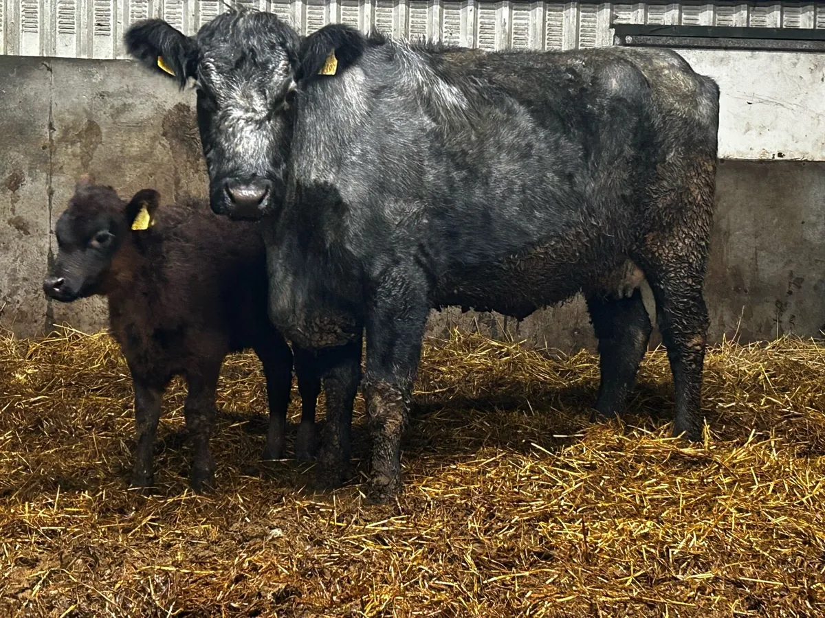 Blue Grey Angus Cow & Angus Heifer Calf - Image 3