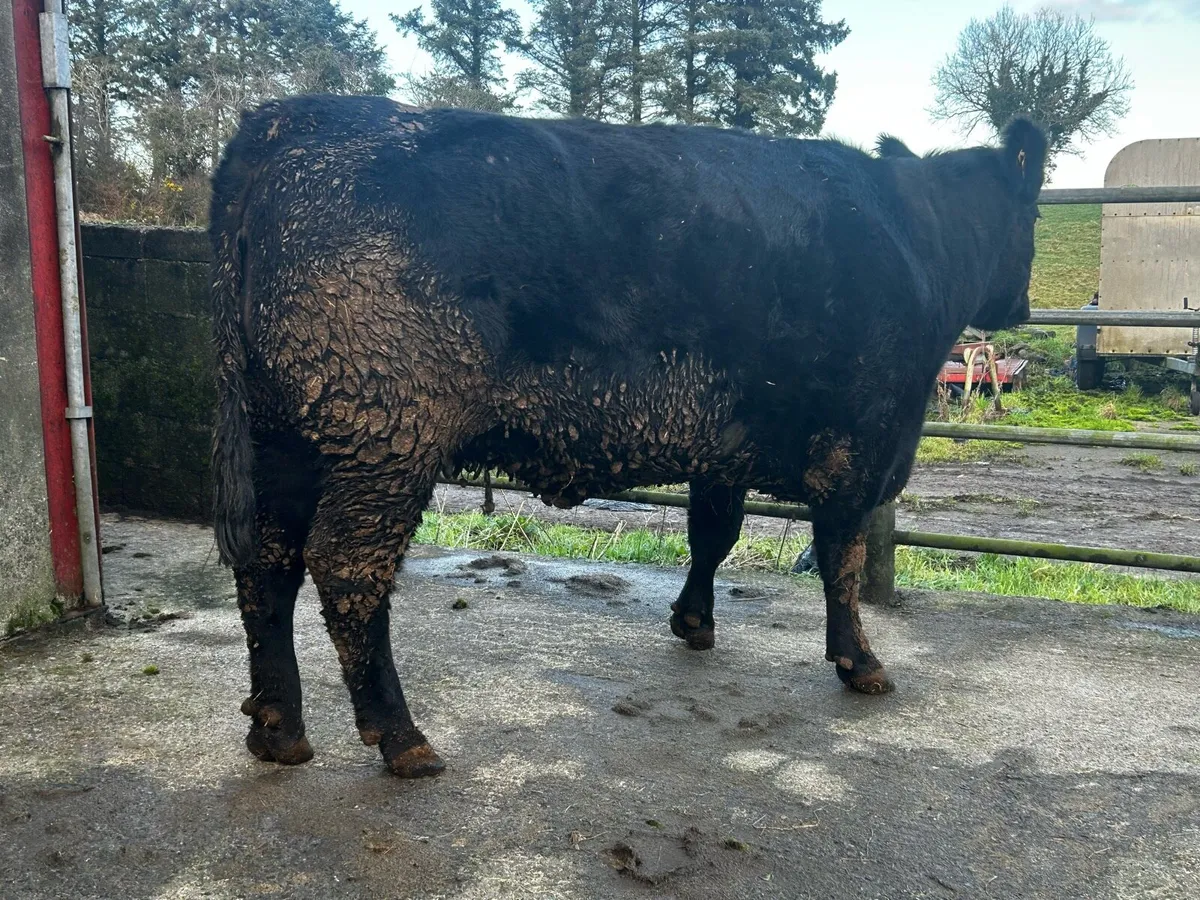 Pedigree Registered In-Calf Angus Cow - Image 3