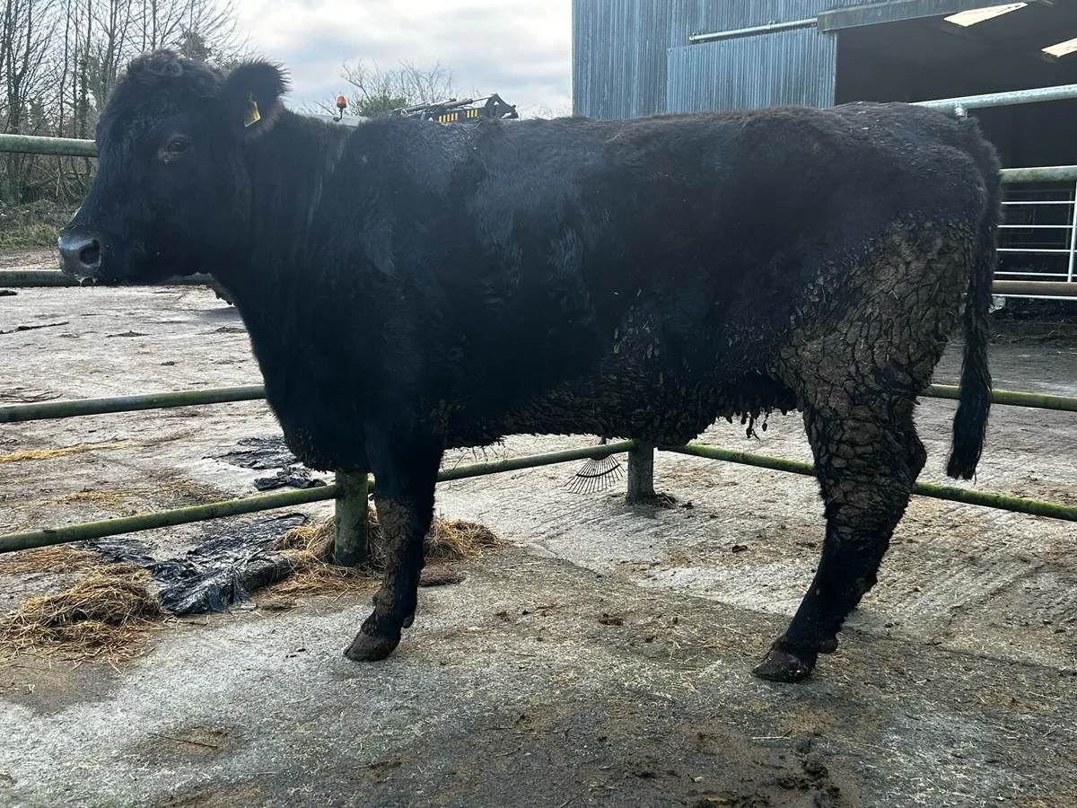 Pedigree Registered In-Calf Angus Cow - Image 4