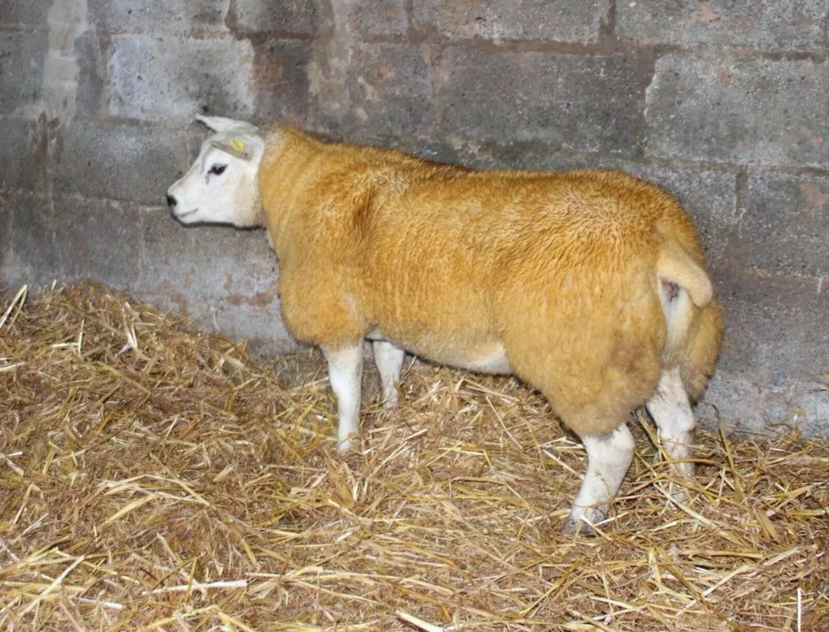 Pedigree Texel ewe lambs - Image 2