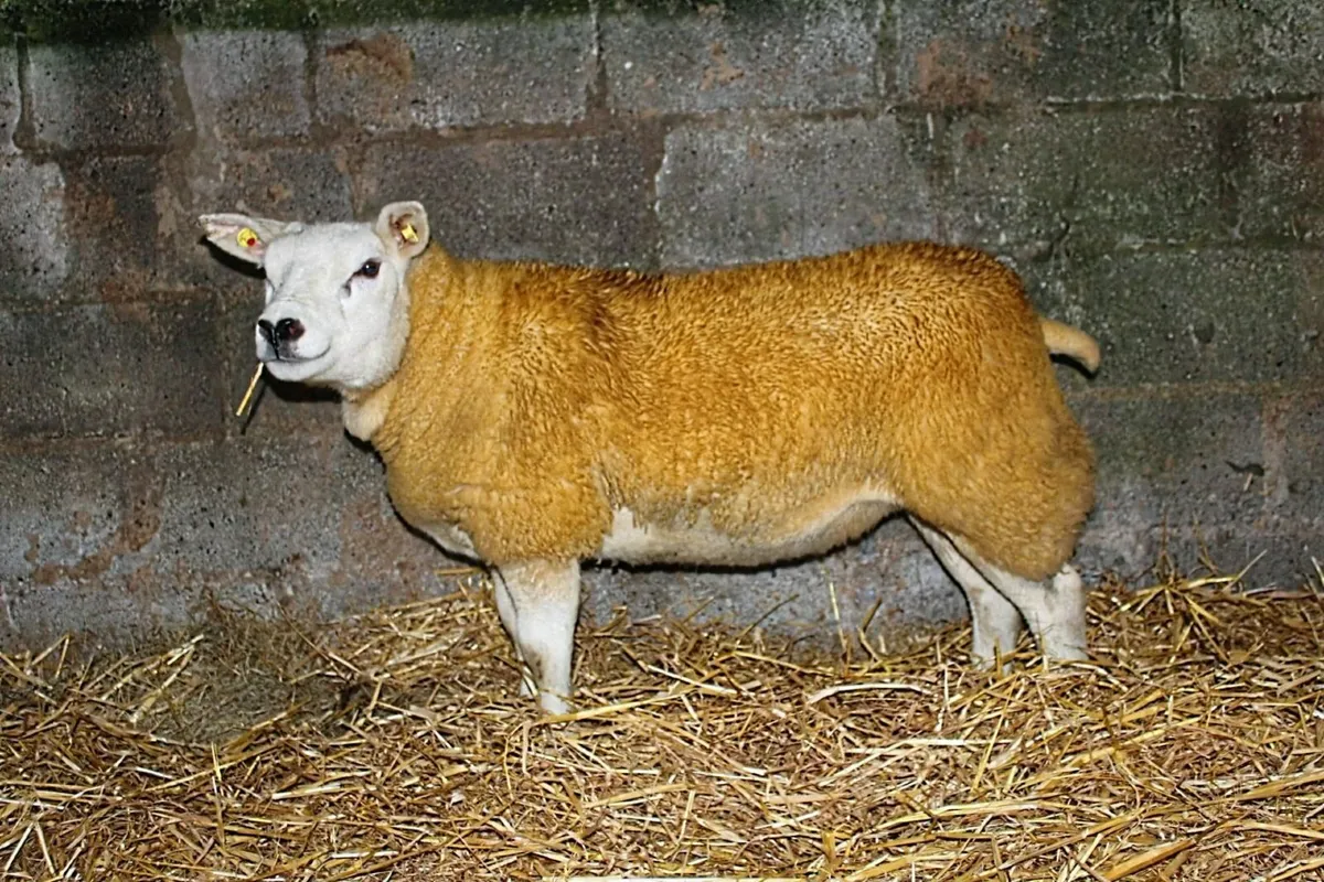 Pedigree Texel ewe lambs - Image 1