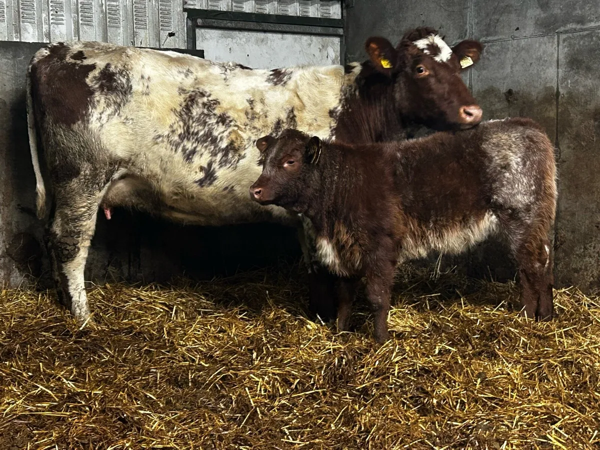 Super Roan Cow With Ai Bred Heifer Calf By Loyal - Image 1