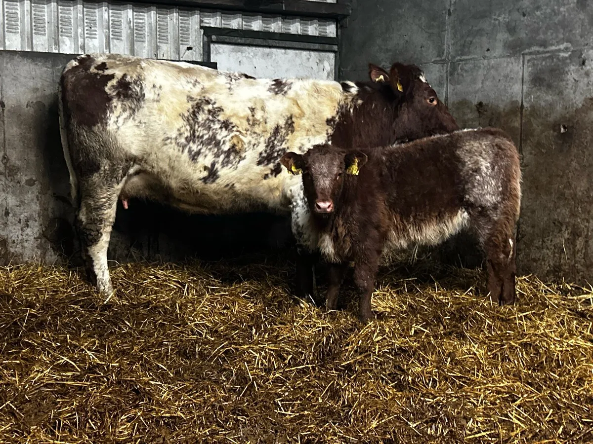 Super Roan Cow With Ai Bred Heifer Calf By Loyal - Image 2