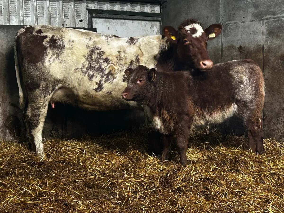 Super Roan Cow With Ai Bred Heifer Calf By Loyal - Image 3