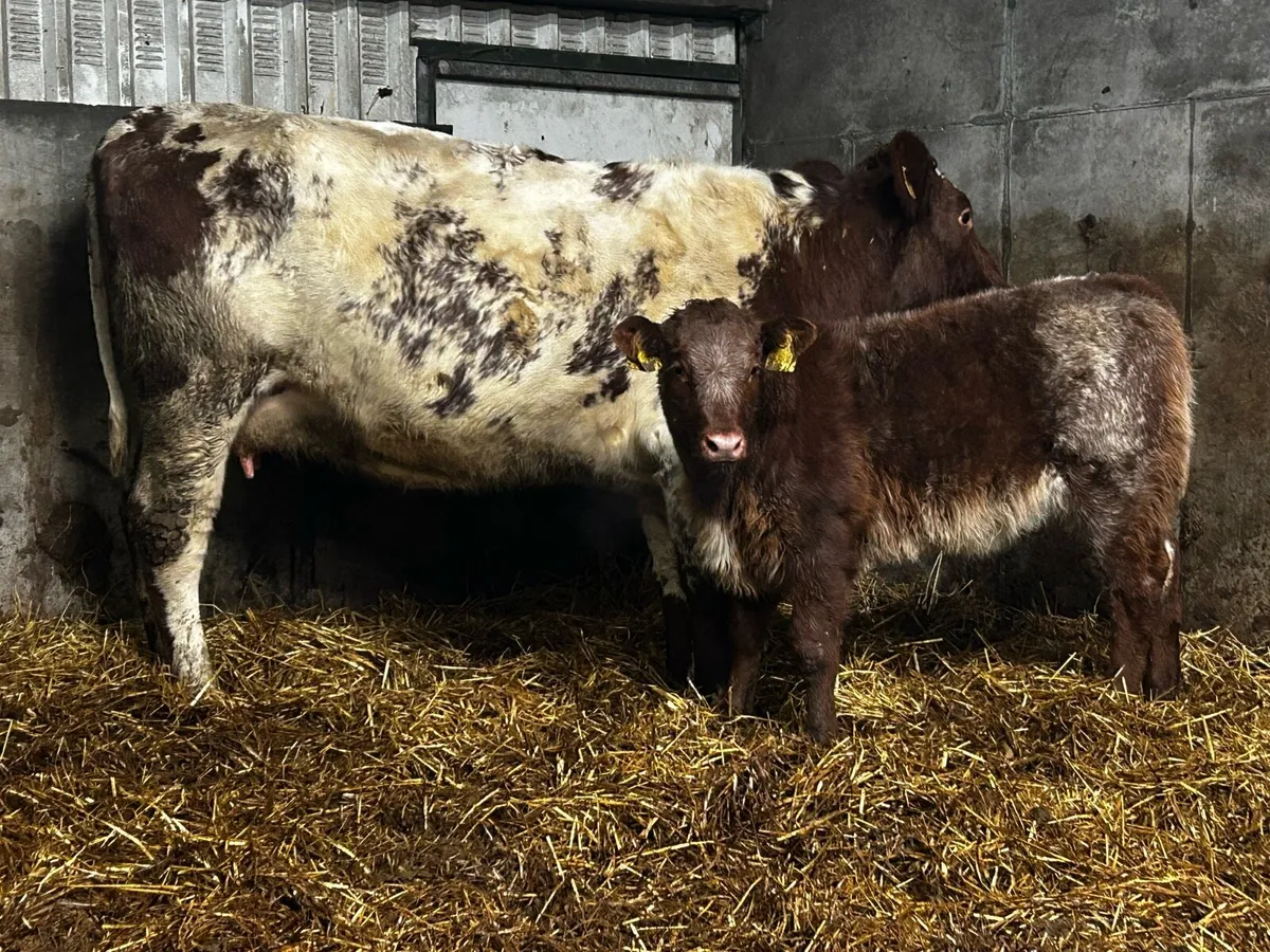 Super Roan Cow With Ai Bred Heifer Calf By Loyal - Image 4