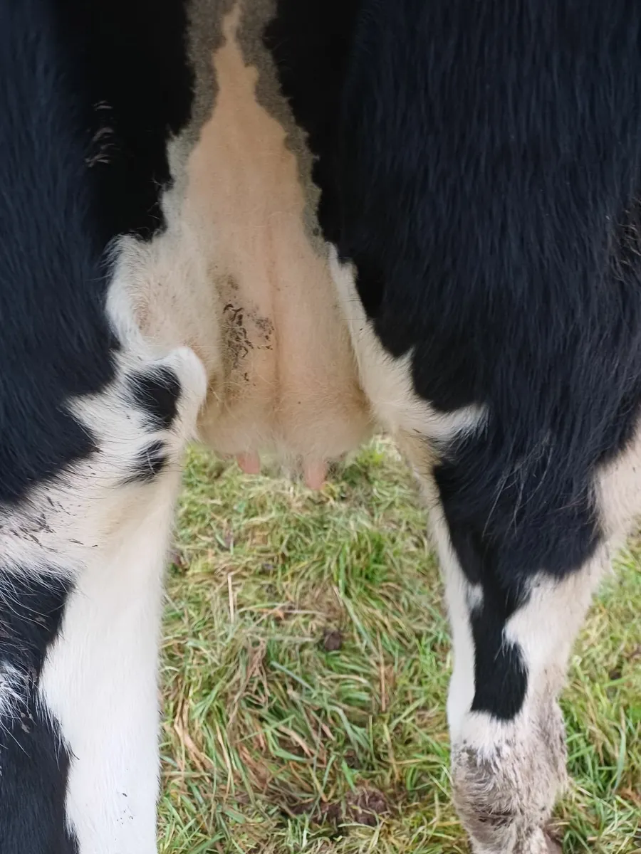 In calf heifers - Image 2