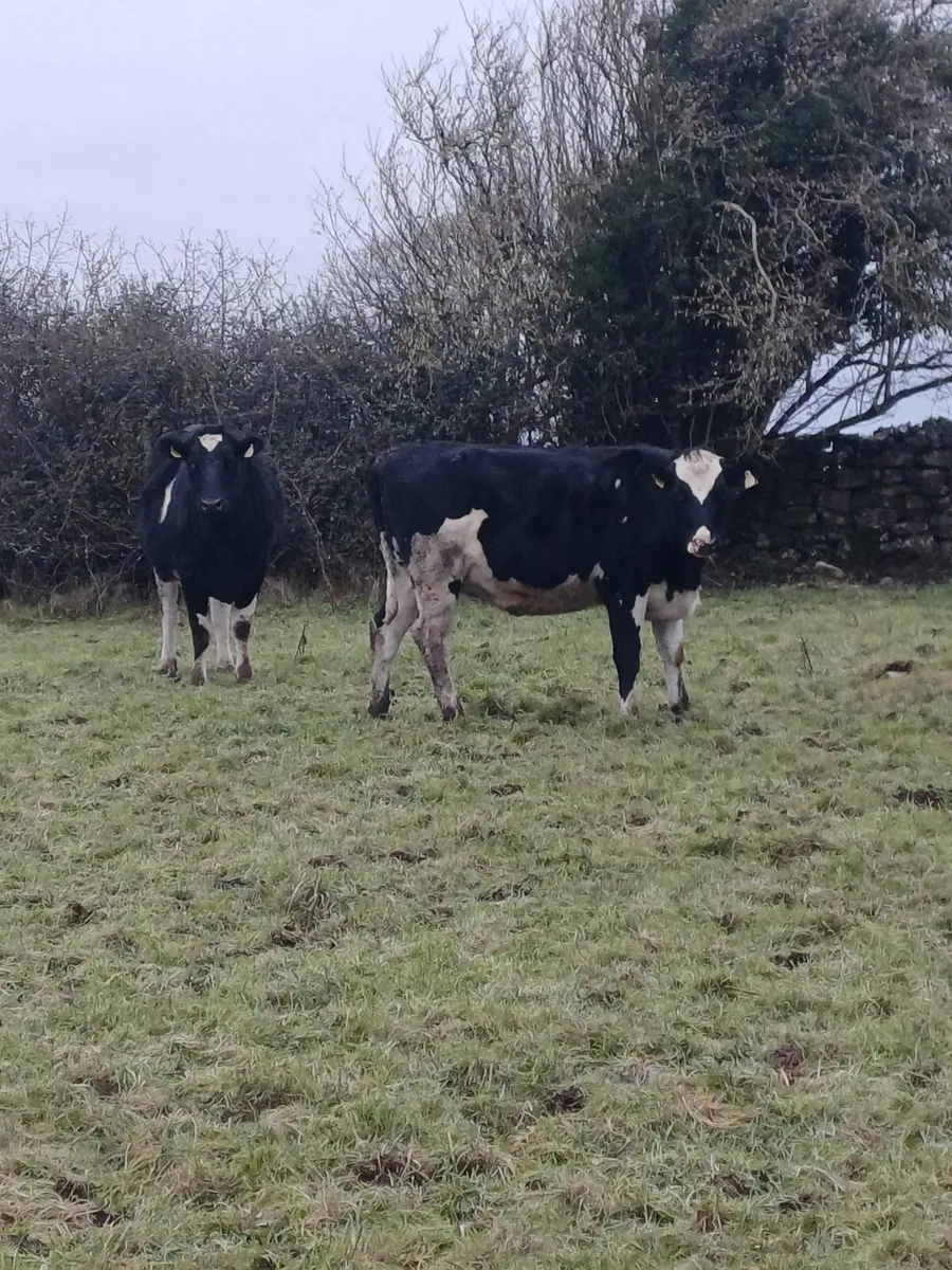 In calf heifers - Image 1