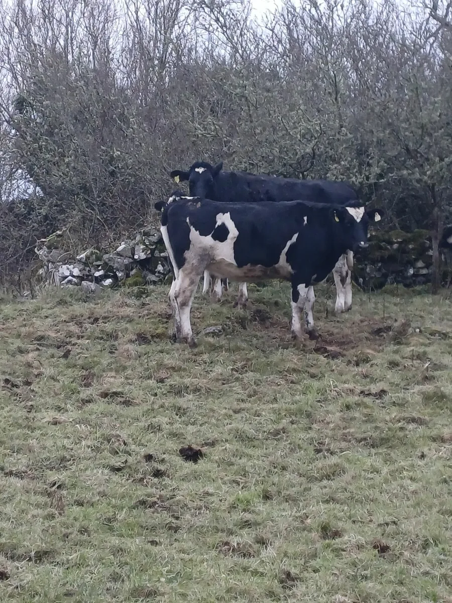 In calf heifers - Image 3