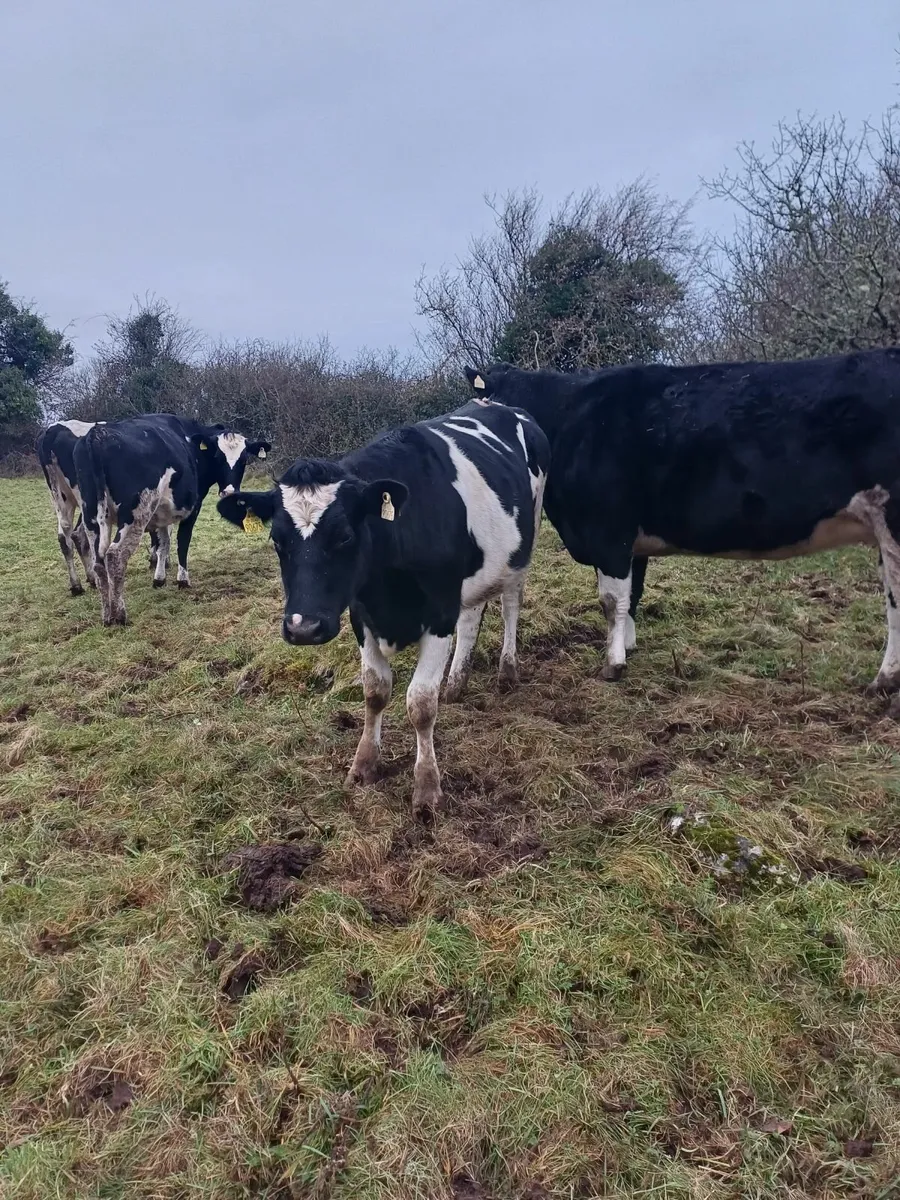 In calf heifers - Image 4