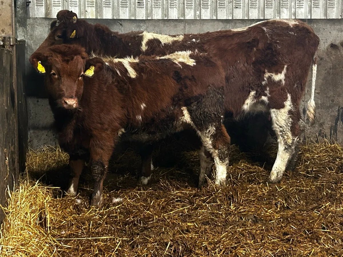 Lovely Coloured Team A.I Bred Heifer By BB9463 - Image 1