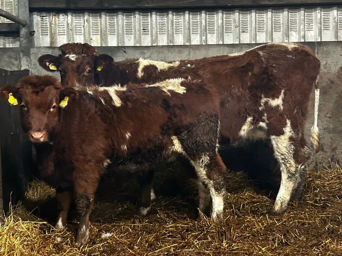 Lovely Coloured Team A.I Bred Heifer By BB9463 - Image 2