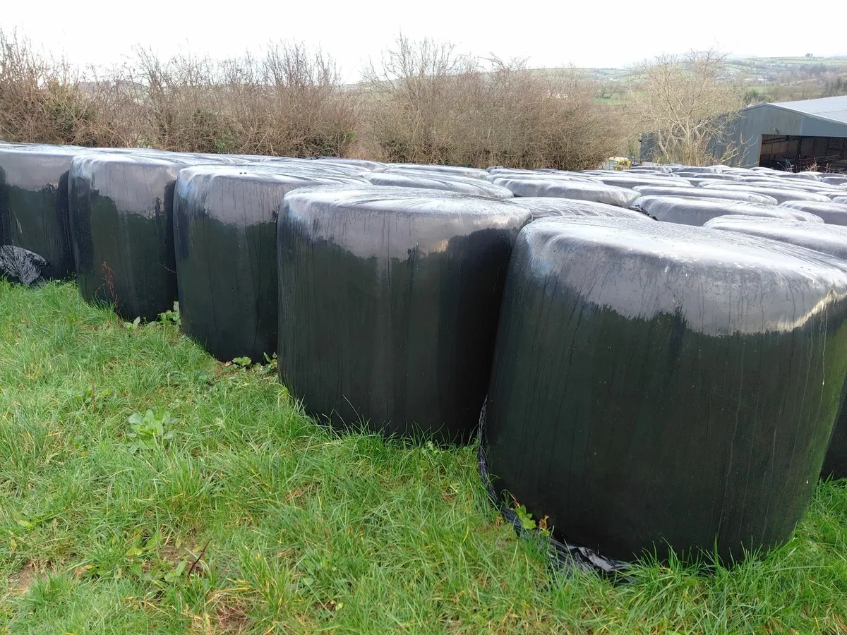Silage - Image 1