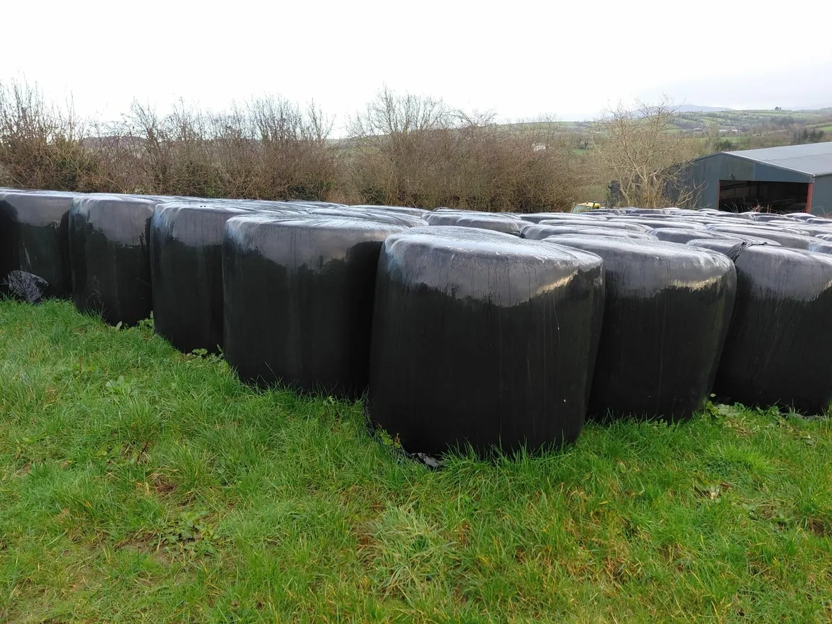Silage - Image 2