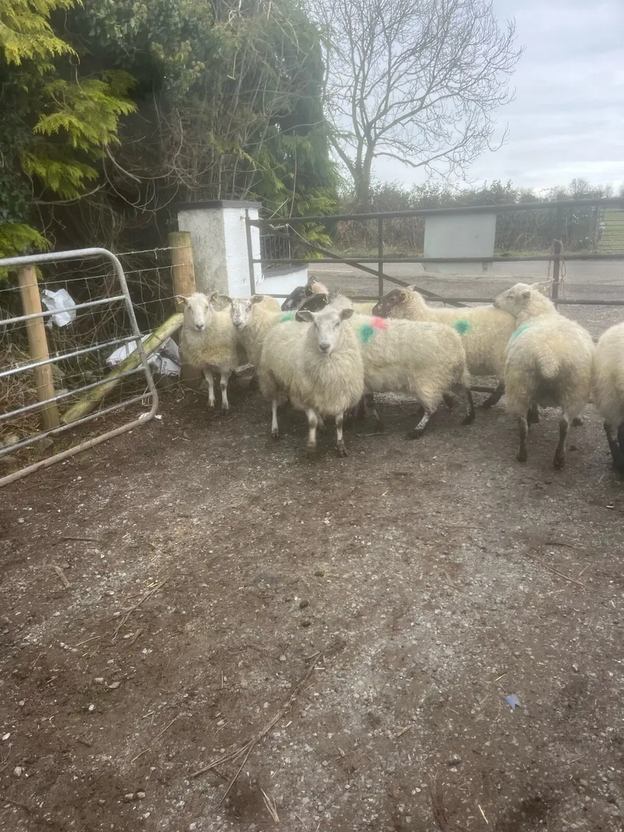 💥8 inlamb ewe hoggets 💥 - Image 2