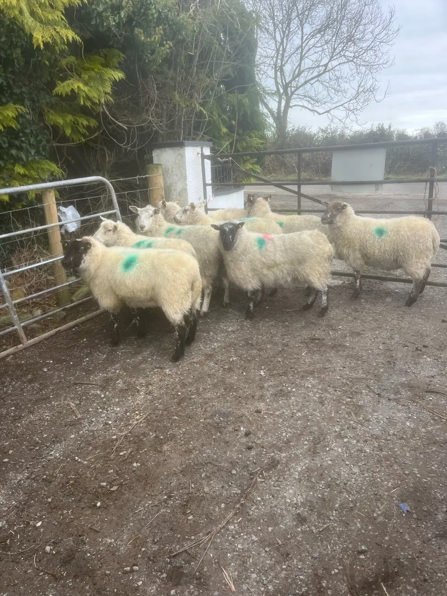 💥8 inlamb ewe hoggets 💥 - Image 4