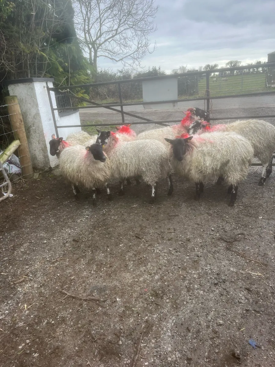 💥Mule ewe lambs 💥 - Image 1