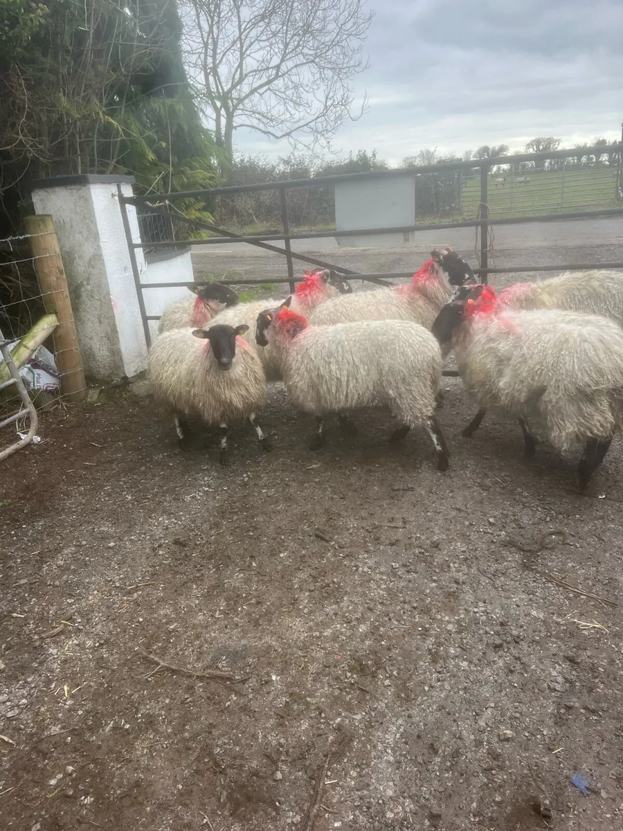 💥Mule ewe lambs 💥 - Image 2