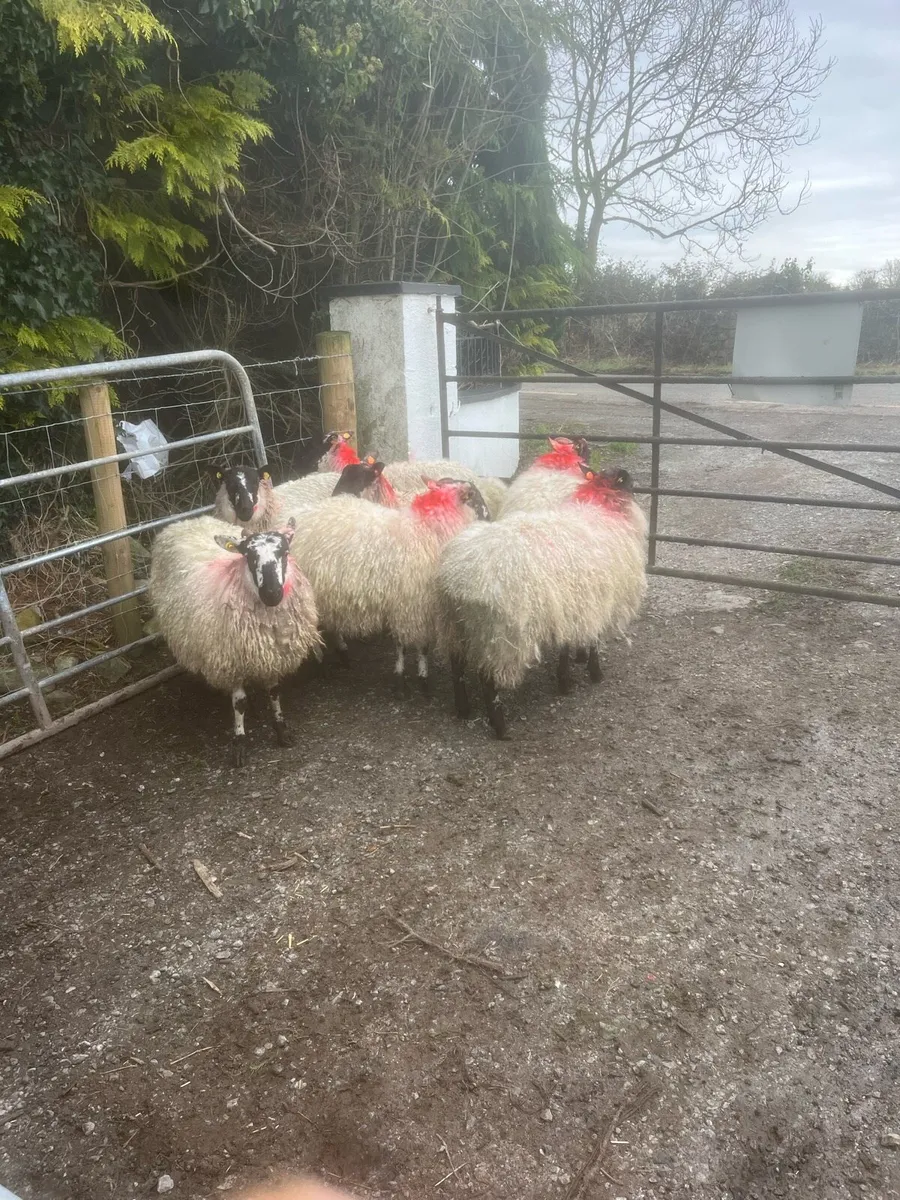 💥Mule ewe lambs 💥 - Image 3