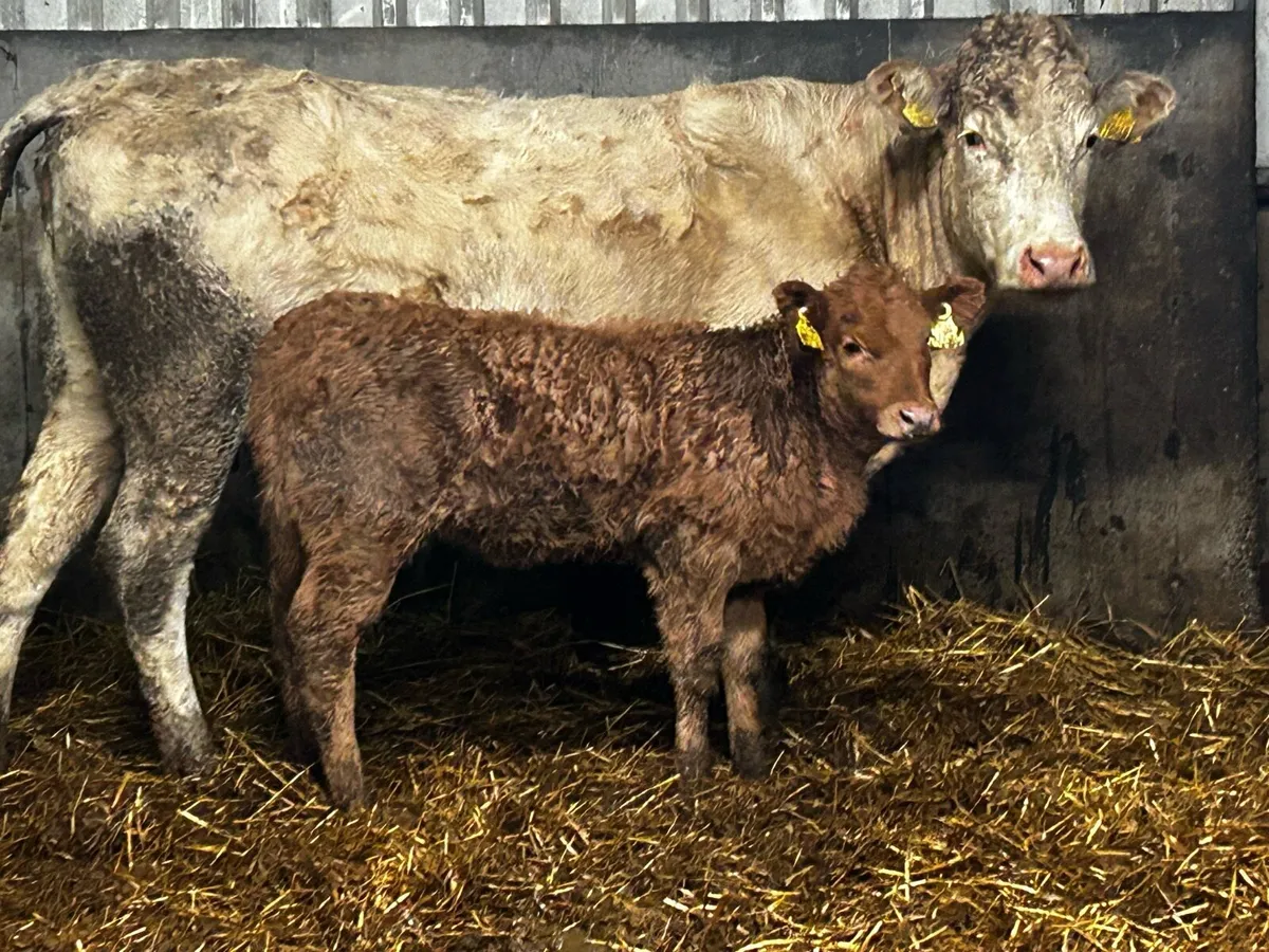 First Calver And Heifer Calf At Foot - Image 2