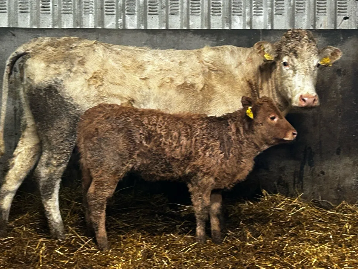 First Calver And Heifer Calf At Foot - Image 3
