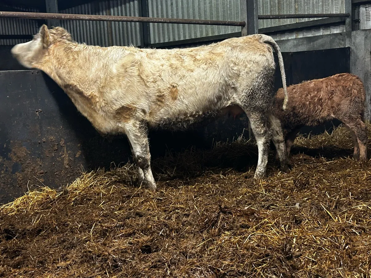 First Calver And Heifer Calf At Foot - Image 4