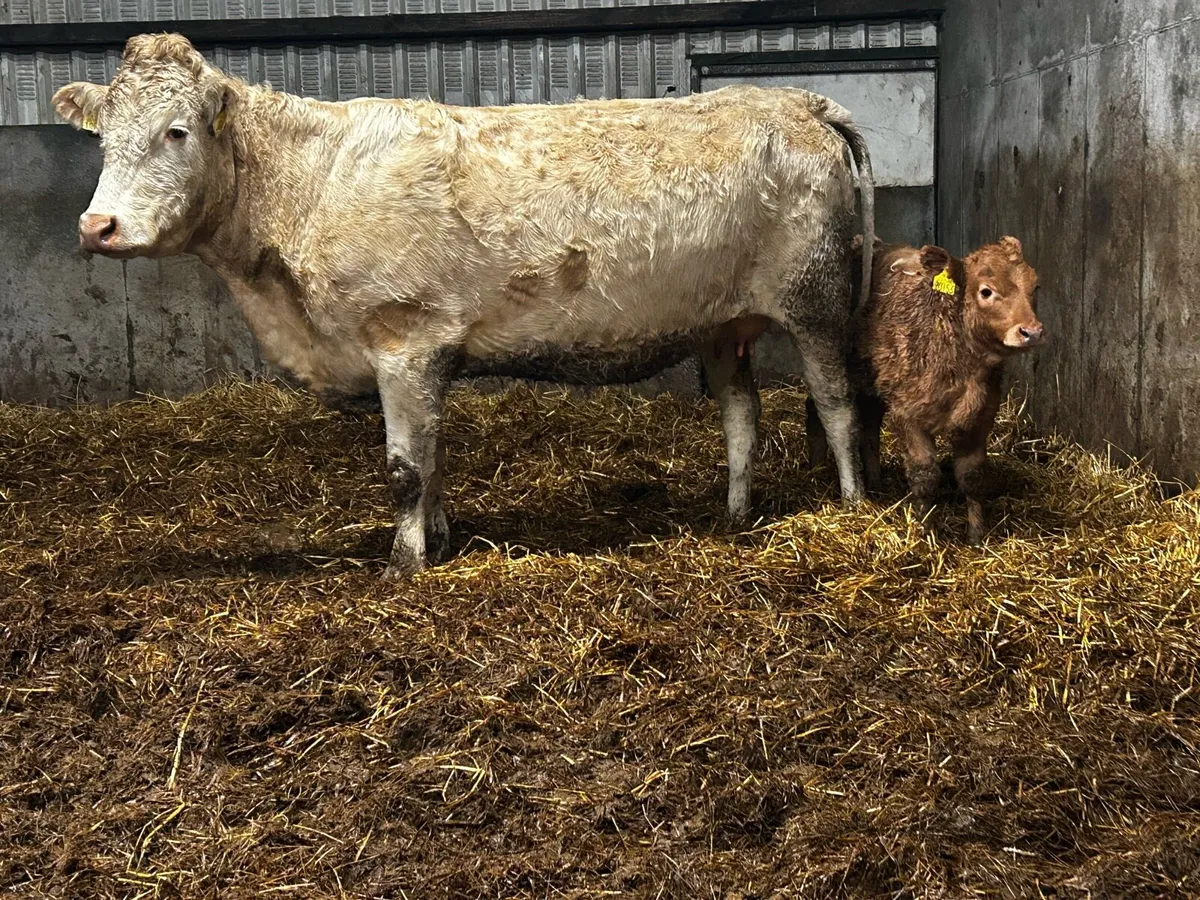 First Calver And Heifer Calf At Foot - Image 1